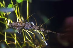 Rineloricaria parva