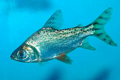 Semaprochilodus insignis juvenile