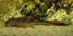 Squaliforma cf. emarginata