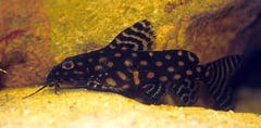 Polka Dot Synodontis (Synodontis angelicus)