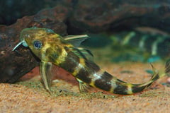 Synodontis brichardi