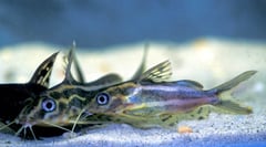 Pyjama Synodontis (Synodontis flavitaeniatus)