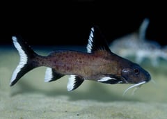 Synodontis granulosus