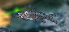 Synodontis nigrita juvenile