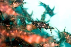 Synodontis nigriventris