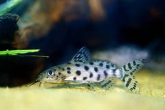 Ocellated Synodontis (Synodontis ocellifer)