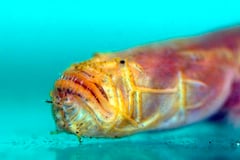 Taenioides cirratus