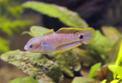 Tateurndina ocellicauda male