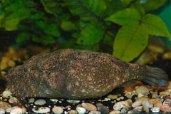 Tetraodon baileyi