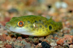 Tetraodon cochinchinensis