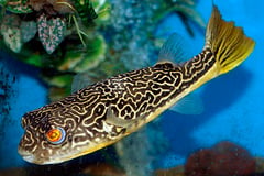 Tetraodon mbu