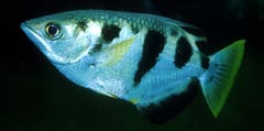 Toxotes chatareus adult