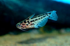 Trachelyichthys decaradiatus