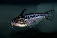 Pygmy Driftwood Catfish (Trachelyichthys exilis)