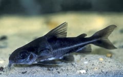 Trachydoras steindachneri