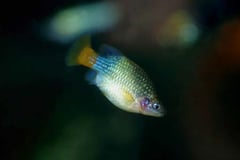 Xenotoca eiseni male