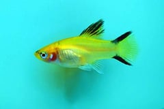 Xiphophorus maculatus "gold wagtail" female