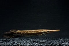 Juvenile specimen...