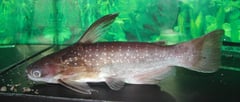 Male specimen.