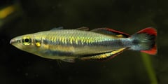 Adult male specimen from the aquarium trade.