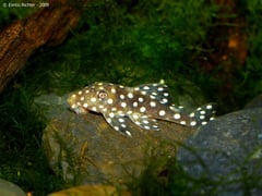 This species is normally imported at a small size as seen in this juvenile...