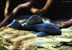 Subadult specimen.