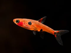 Adult male from the UK aquarium trade.