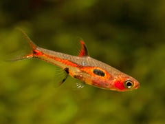 Adult male from the UK aquarium trade.