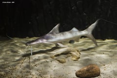 Young adult specimen.