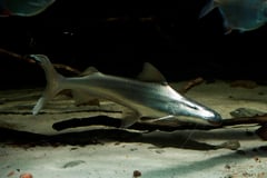 Though widely-distributed in nature this species is rarely-seen in aquaria.