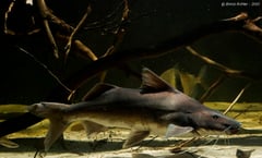 Subadult specimen with slight damage to the upper caudal-fin lobe.