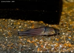 This species is generally imported only as bycatch among shipments of other species.
