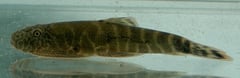 Adult specimen, freshly-collected from the Sungai Agudon, type locality of the species.