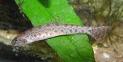 This species is poorly known in the aquarium hobby.