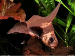 This speciesis always offered for sale in its attractive juvenile form at 80 - 100 mm SL.
