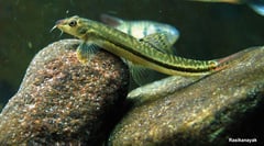 Specimen from the Bhadra River system, Gangamoola, Karnataka state.