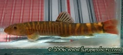 Adult male specimen from the Daying River, Hehua township, Tengchong County, Yunnan province, China.