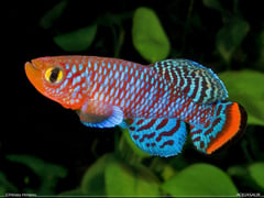 Captive-bred, adult male individual of the 'Beira 98' collection.