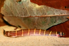 Pangio spp. are often associated with submerged leaf litter in nature and this is also appreciated in the aquarium.