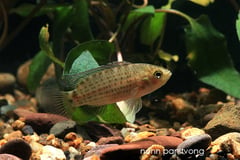 Adult specimen; neutral colour pattern.