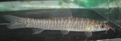 Adult male individual from the UK aquarium trade.