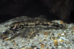 Adult colour pattern is somewhat different to that of juveniles...
