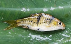 Freshly-collected specimen from Sarawak state, Malaysia, Borneo.