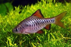 Adult male from the Indian aquarium trade; commercial strain.