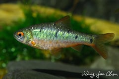 The wild form of this species is arguably among the most-attractive small cyprinids.