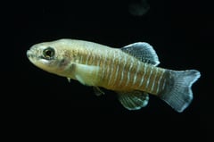 Adult male from the aquarium hobby.