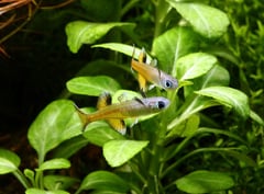 Males will spar often if present in numbers.