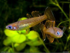 Two adult males; population unspecified.