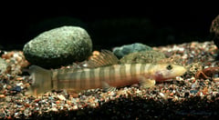 Adult specimen - note the high dorsal adipose crest on the caudal peduncle, a character typical of this species.