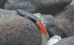 Nuptial male individual in its natural habitat, Philippines.